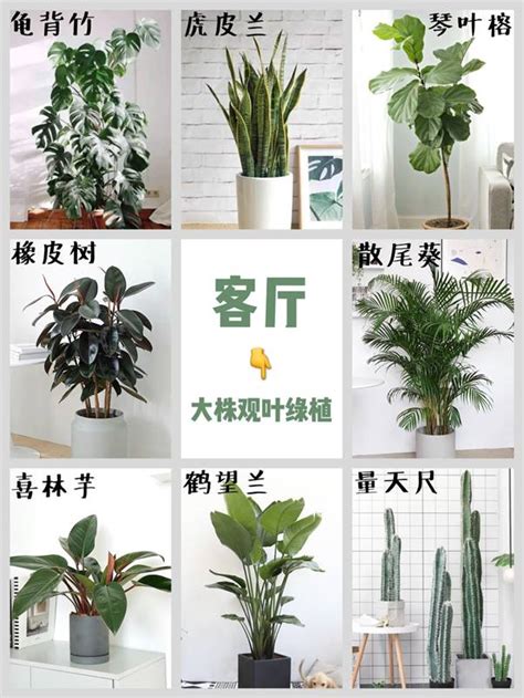 室內水生植物盆栽|室內種植的居家盆栽推薦！風水、招財都顧到，虎尾蘭。